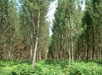 Histoire et gestion de la forêt landaise